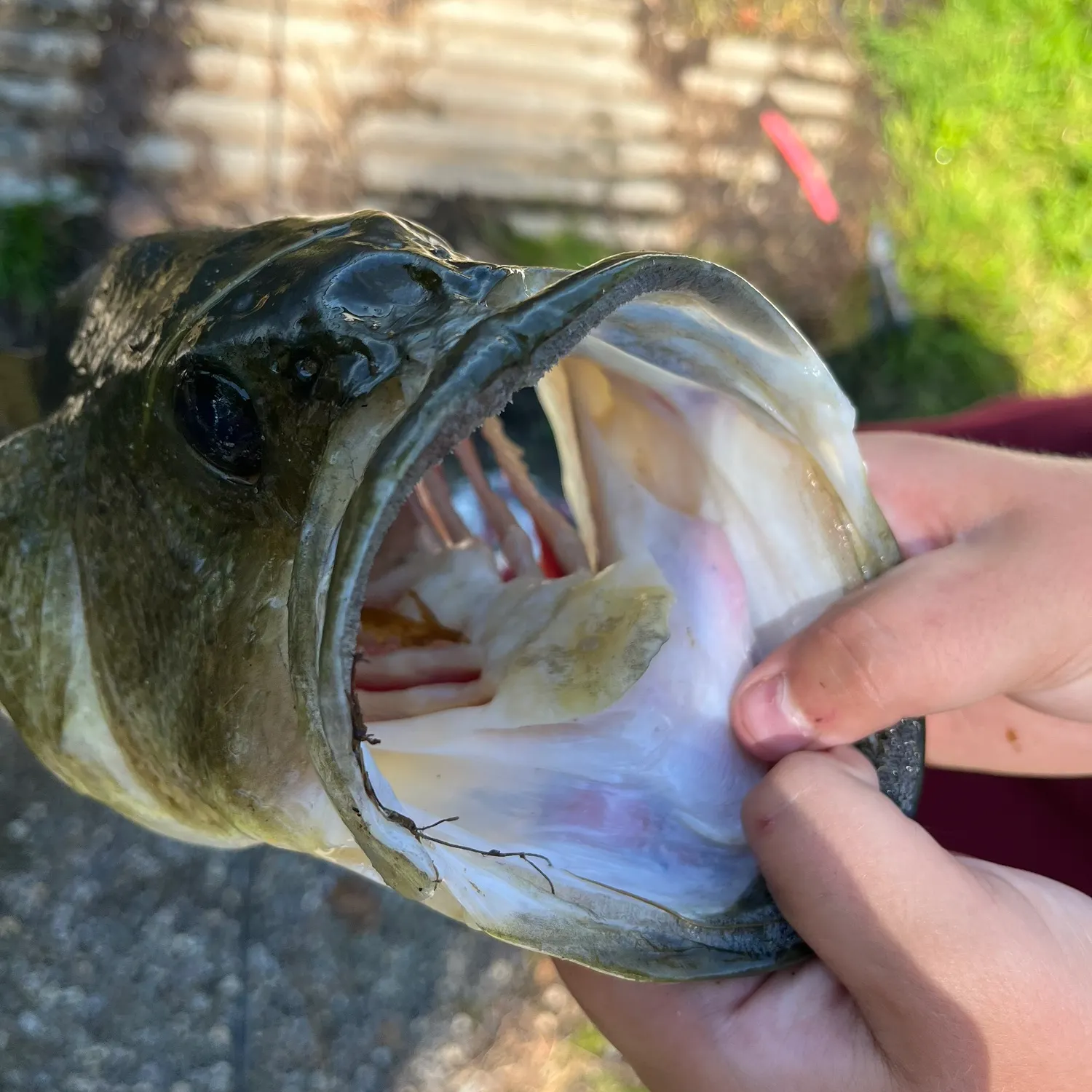 catch