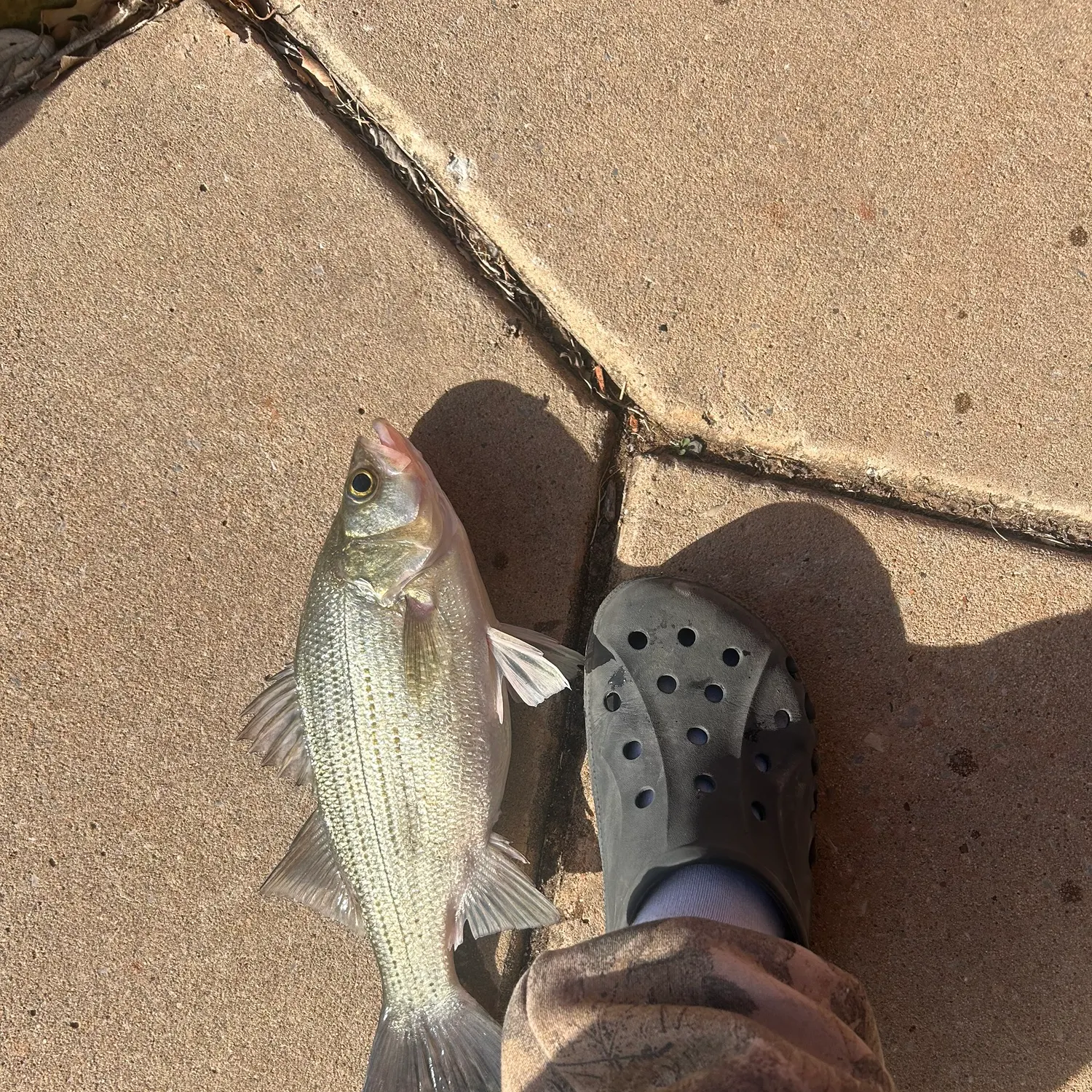The most recent Hybrid striped bass catches on Fishbrain
