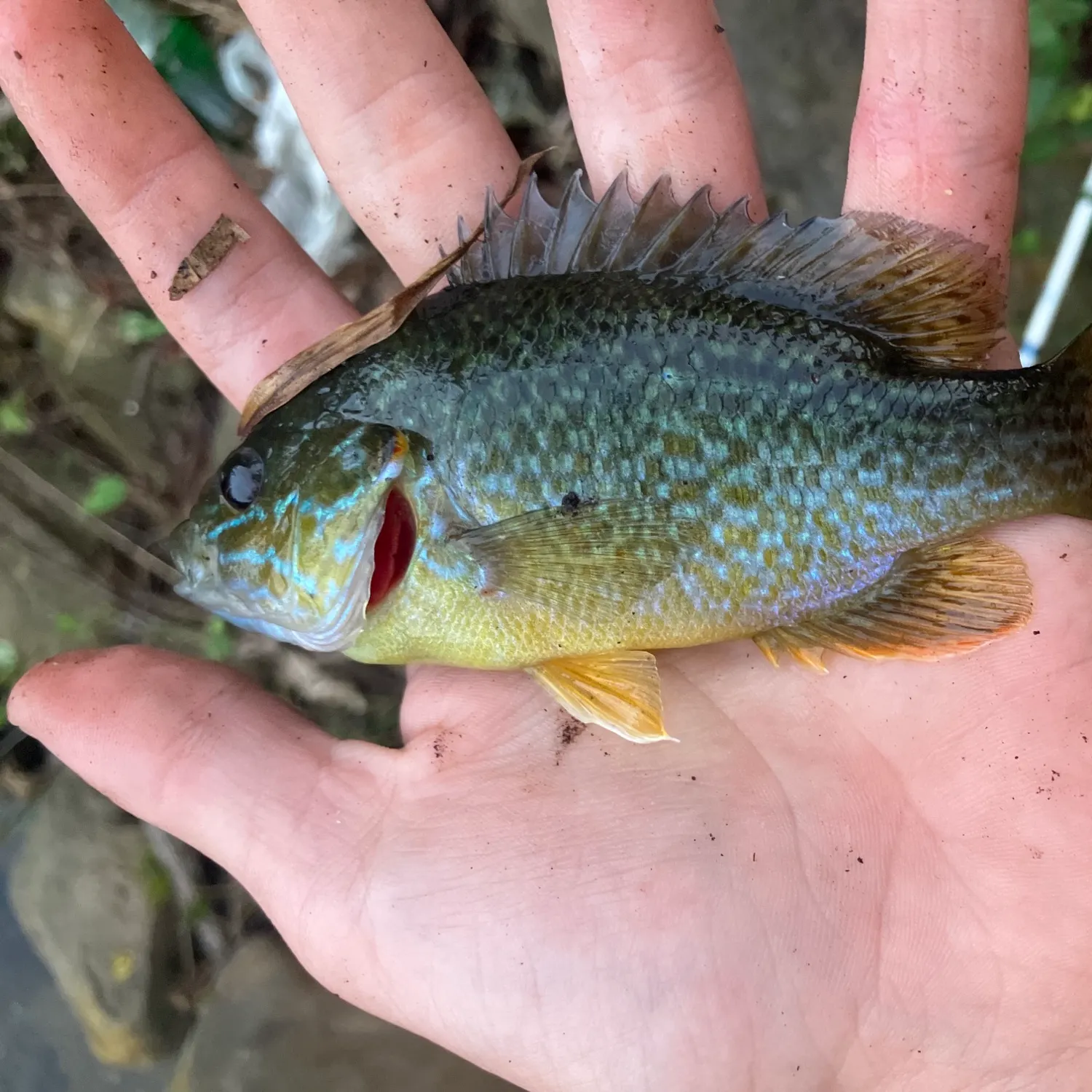 Greengill hybrid caught on Fishbrain