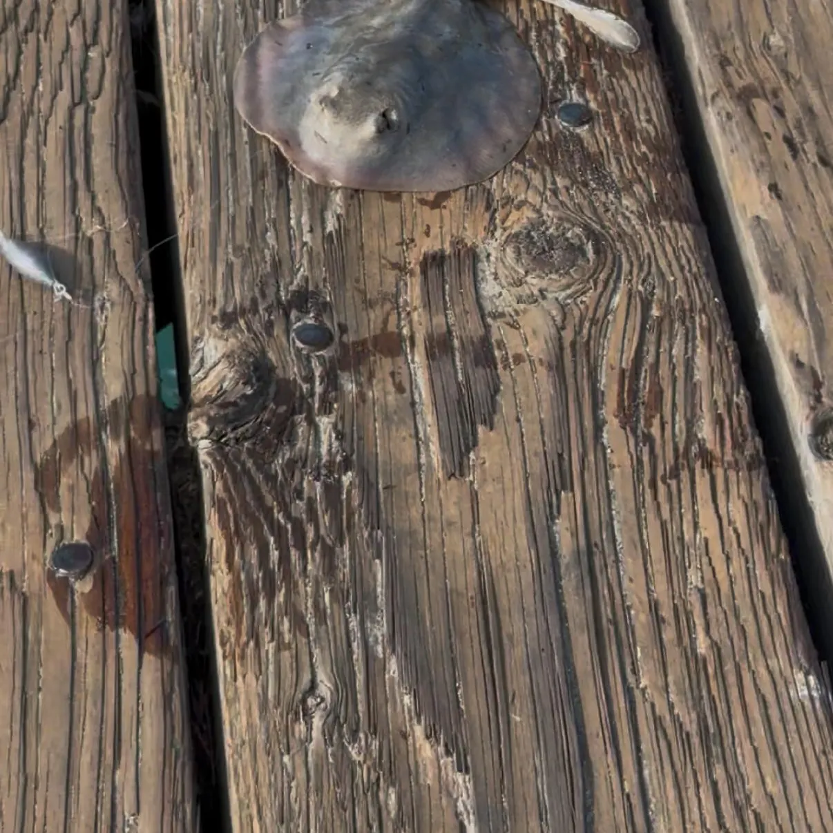 Haller's round ray caught on Fishbrain