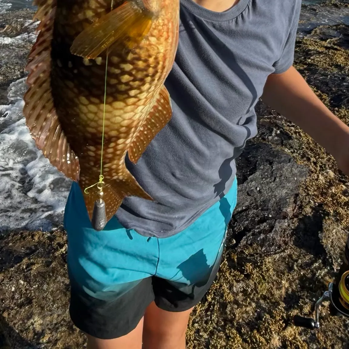 The most recent Blue-throated wrasse catches on Fishbrain