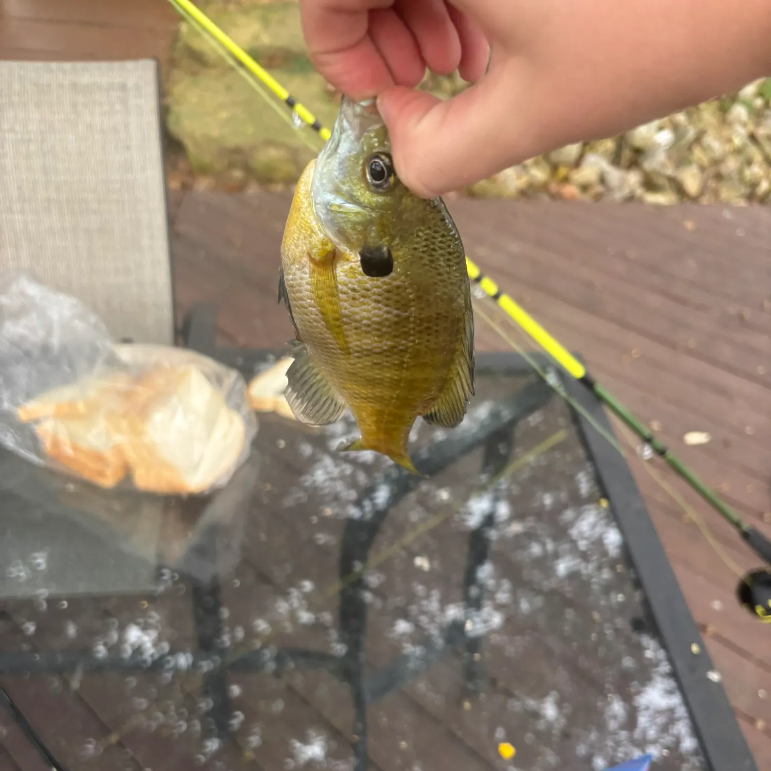 Bluegill caught on Fishbrain