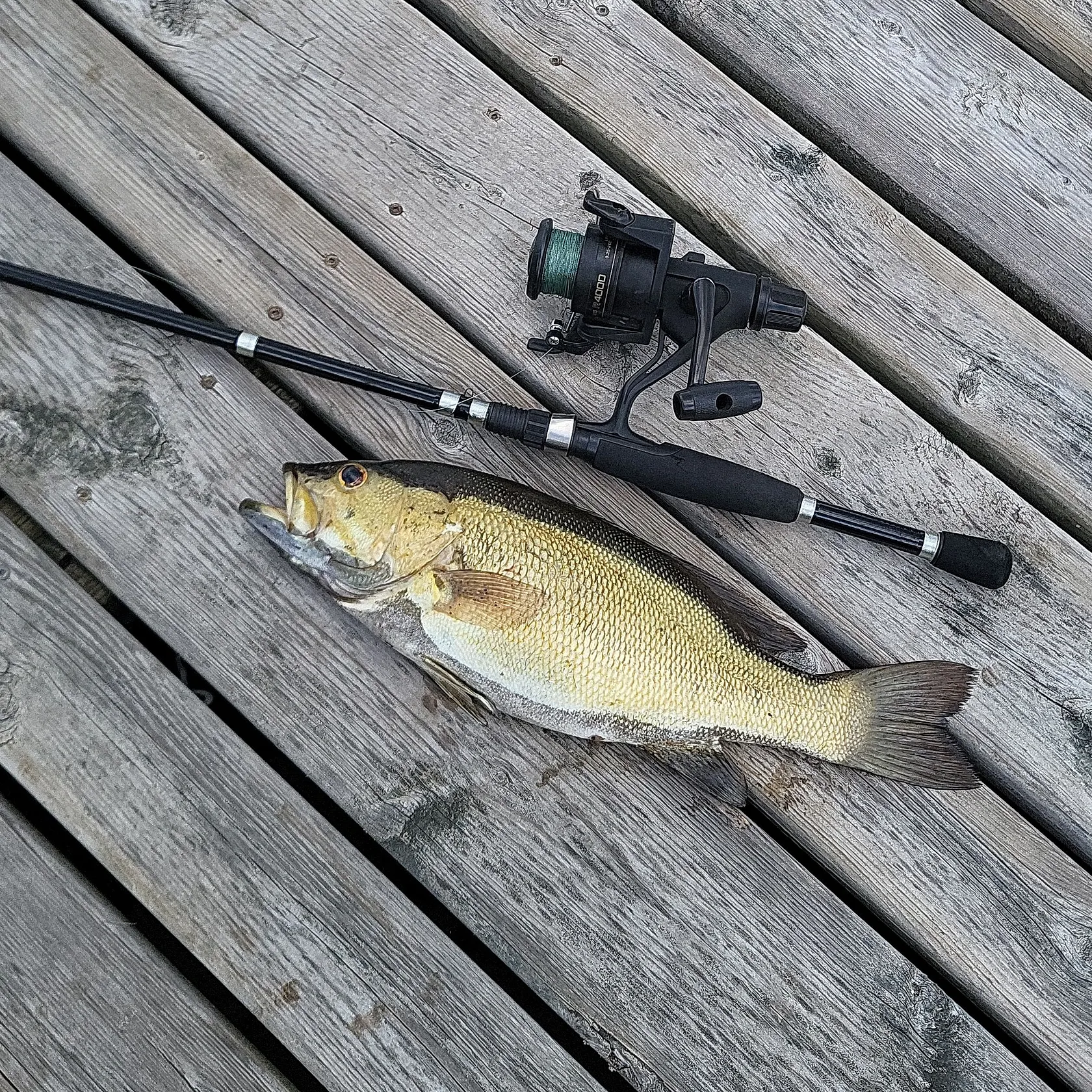 Smallmouth bass caught on Fishbrain