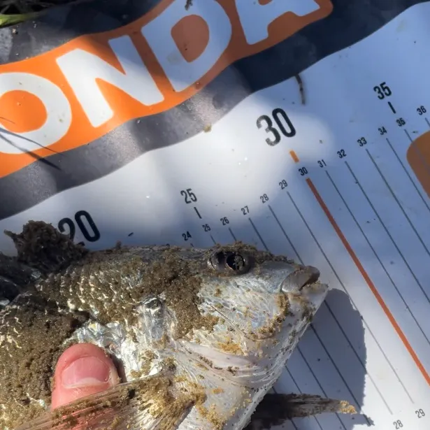 Surf bream caught on Fishbrain