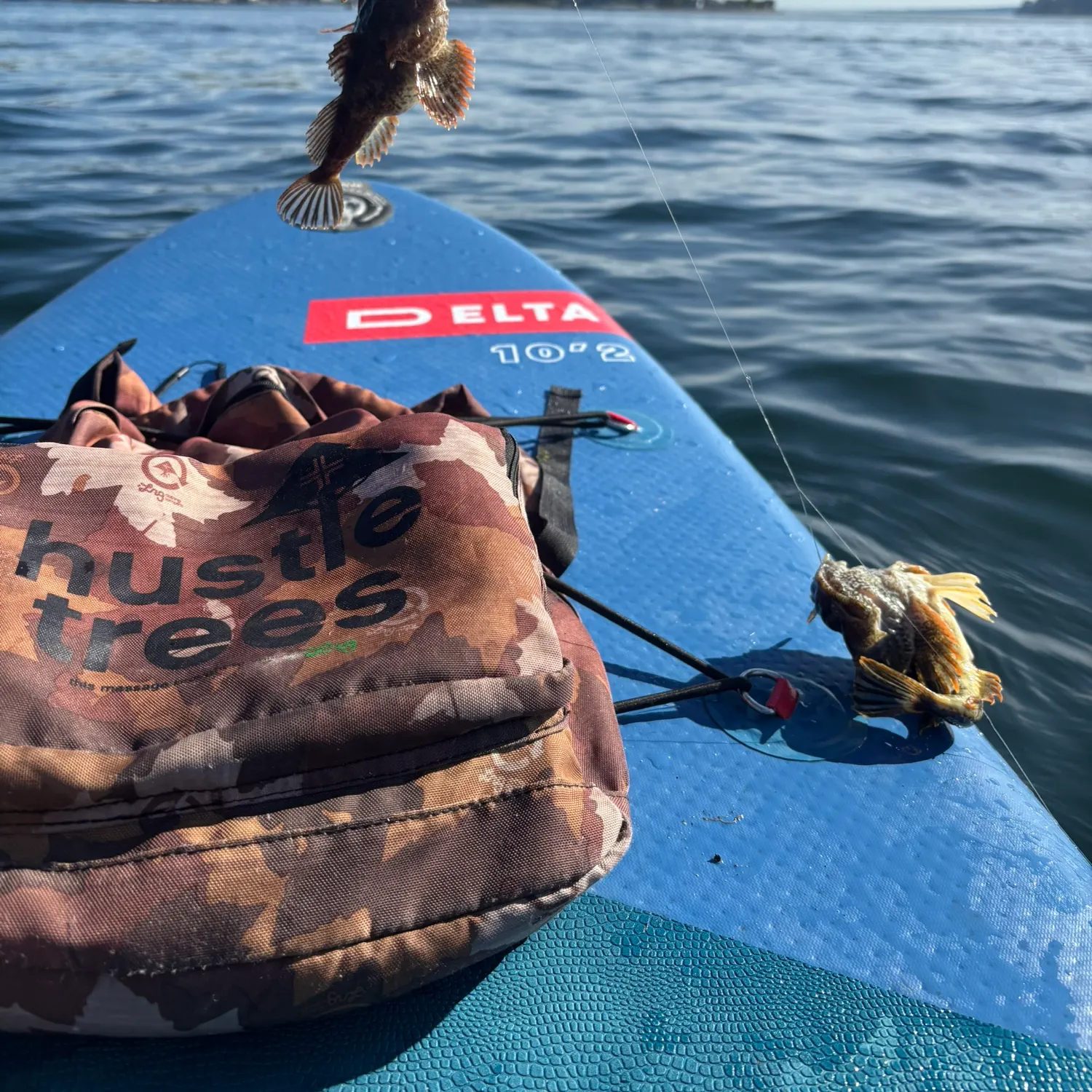 The most recent Buffalo sculpin catches on Fishbrain