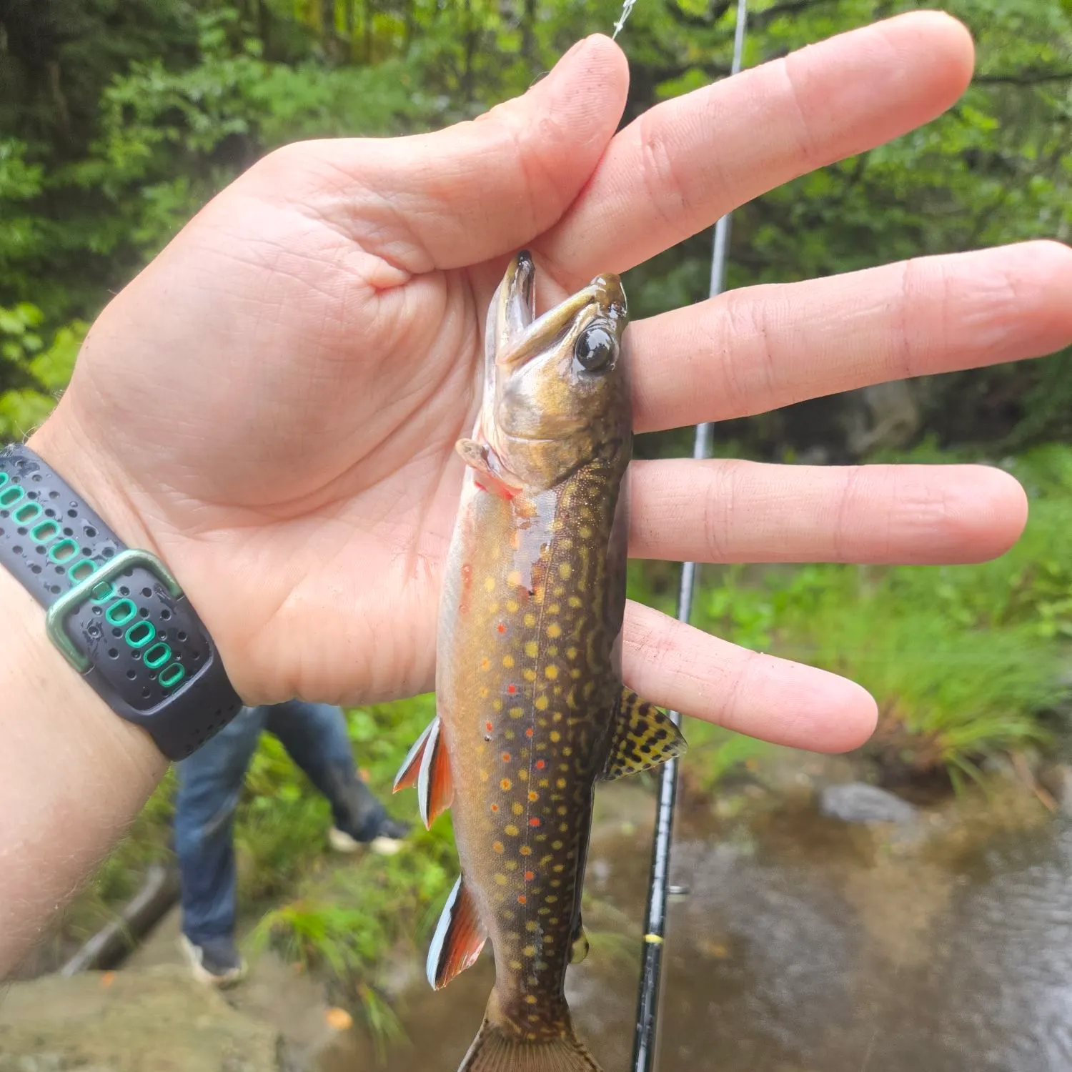 Brook trout caught on Fishbrain