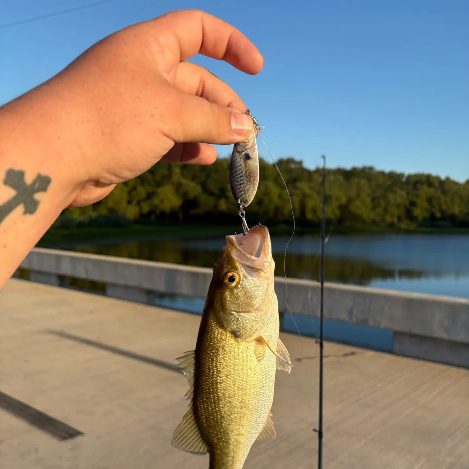 Largemouth bass caught on Fishbrain