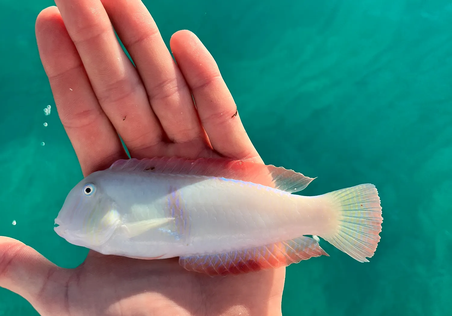 Pearly razorfish