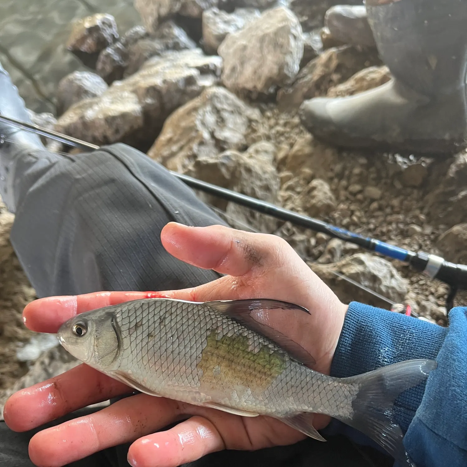 The most recent Quillback catches on Fishbrain