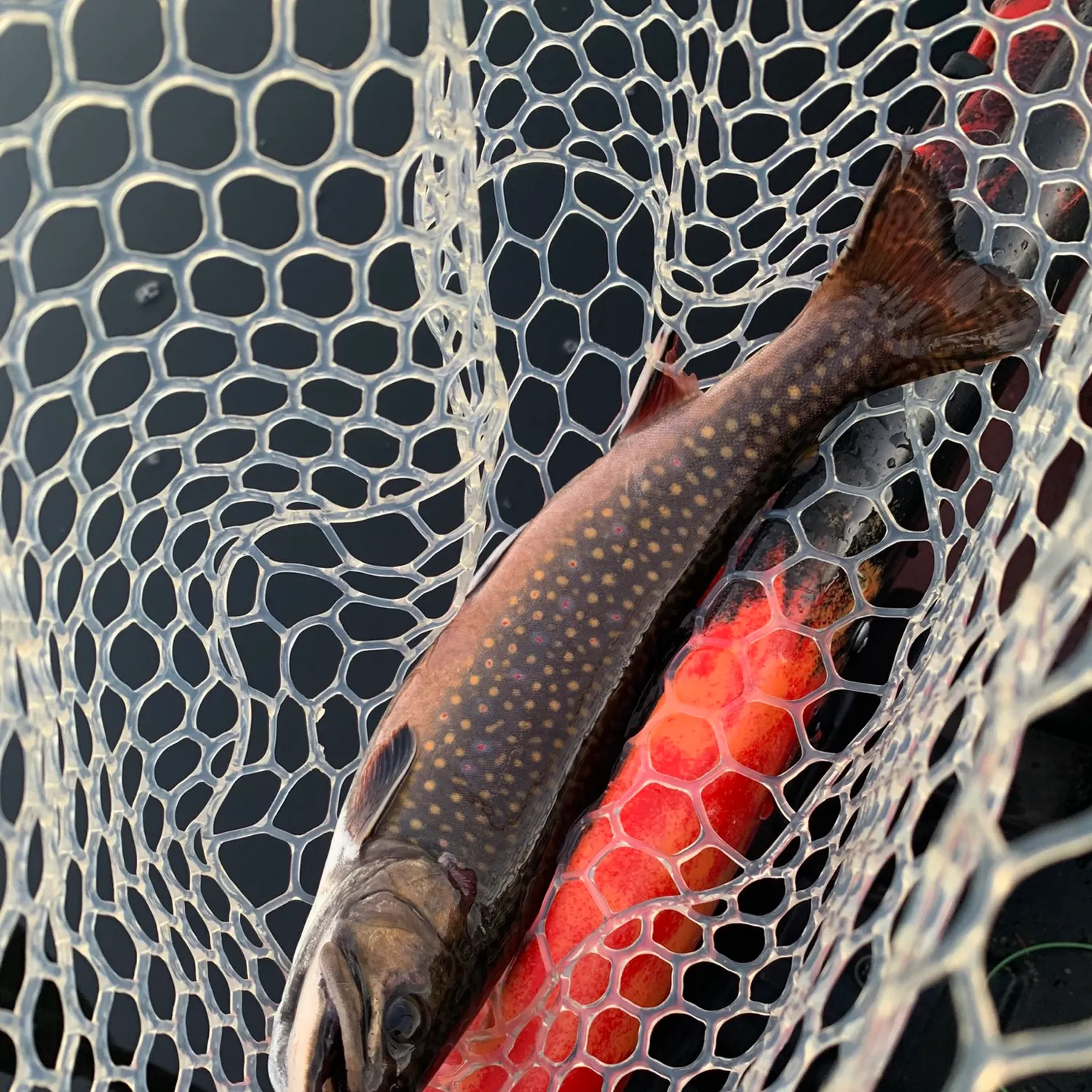 Brook trout caught on Fishbrain