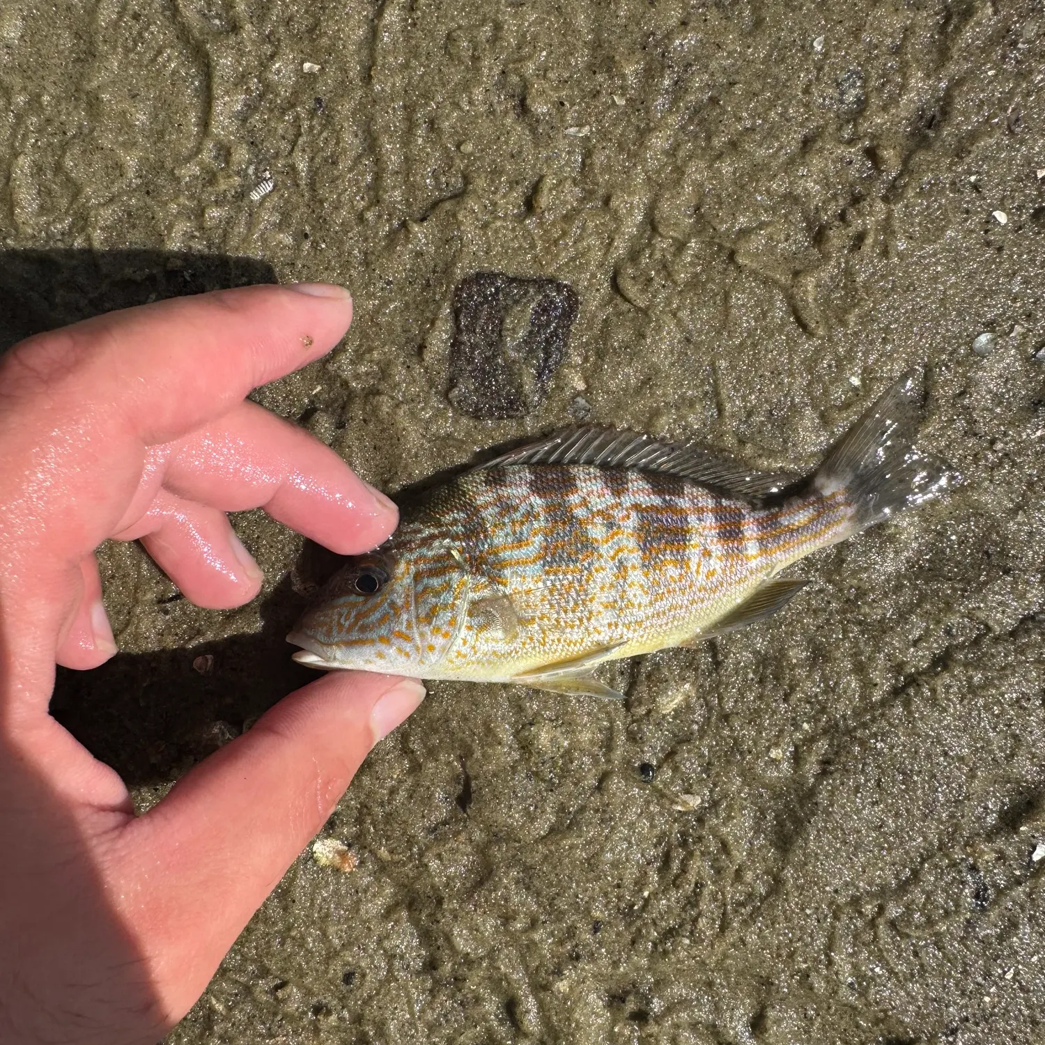 Pigfish caught on Fishbrain