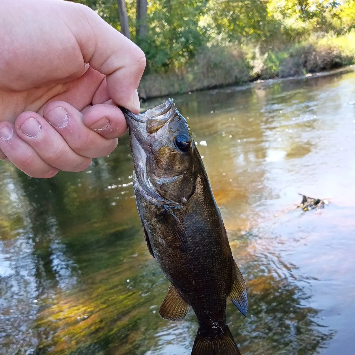 Smallmouth bass caught on Fishbrain
