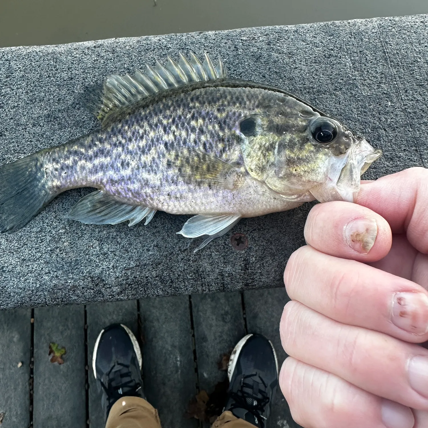 recently logged catches