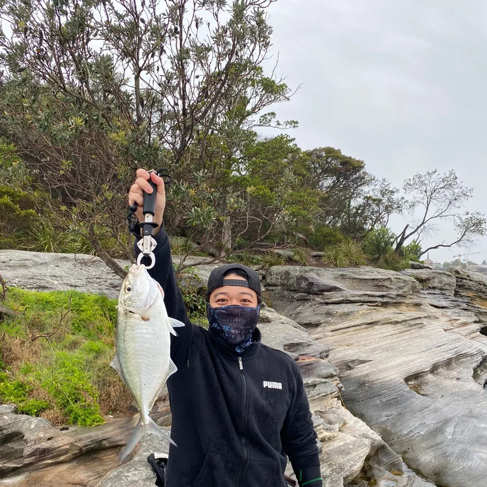The most recent White trevally catches on Fishbrain
