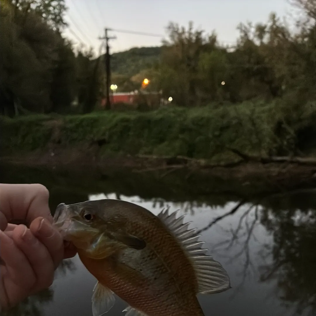 Redbreast sunfish caught on Fishbrain