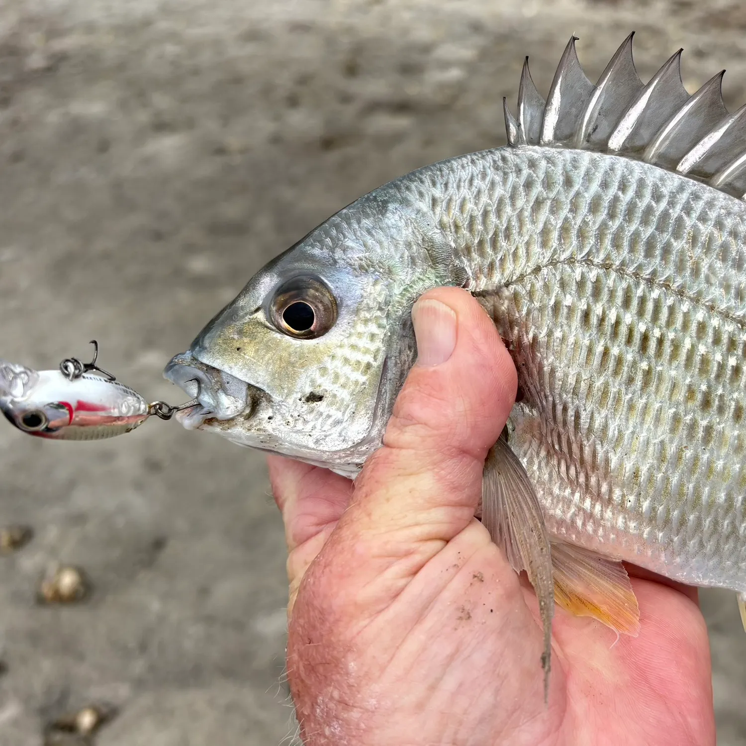 Surf bream caught on Fishbrain
