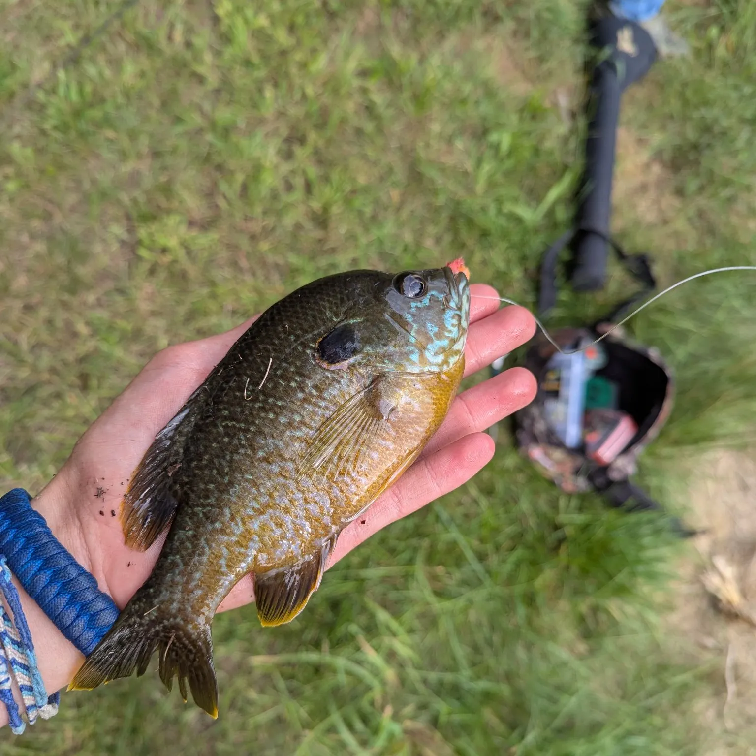Greengill hybrid caught on Fishbrain