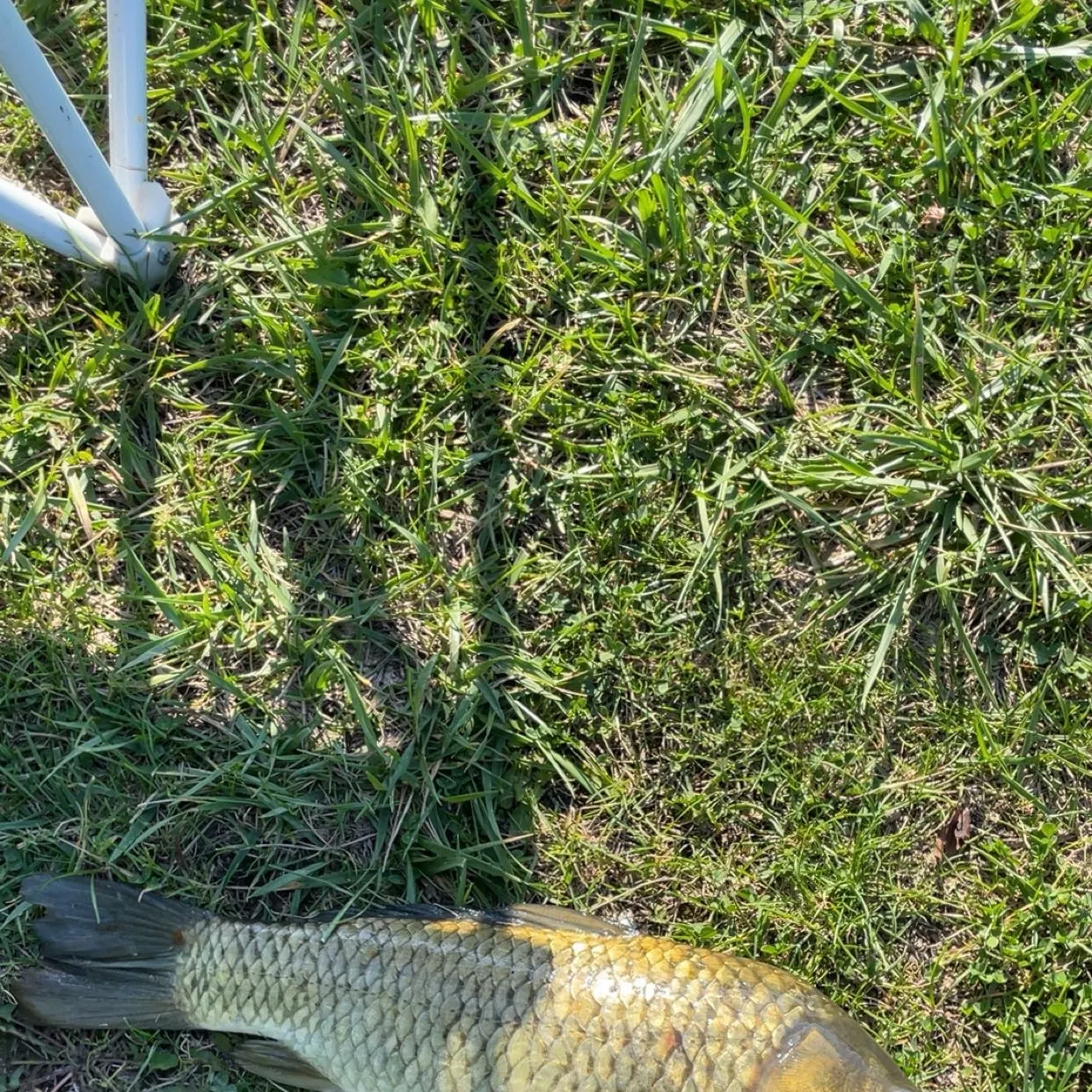 Prussian carp caught on Fishbrain