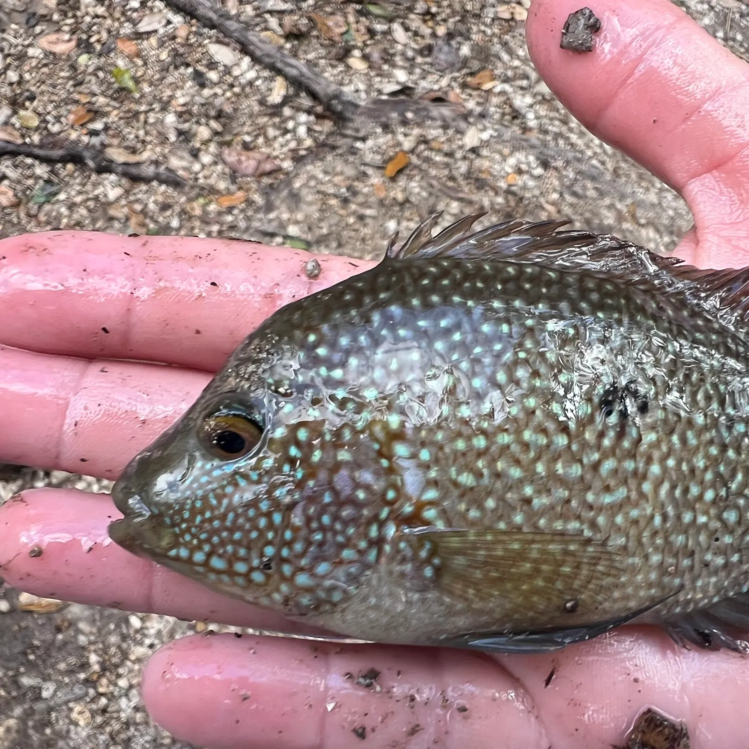 The most recent Rio Grande cichlid catches on Fishbrain