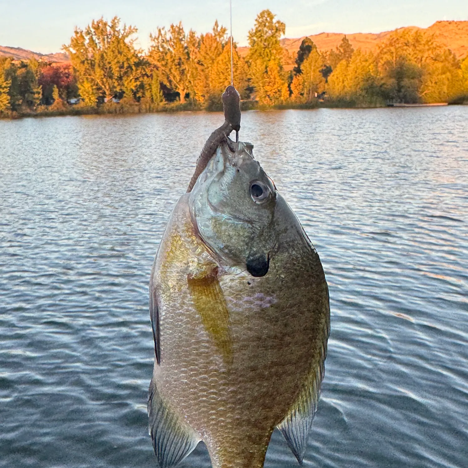 Bluegill caught on Fishbrain