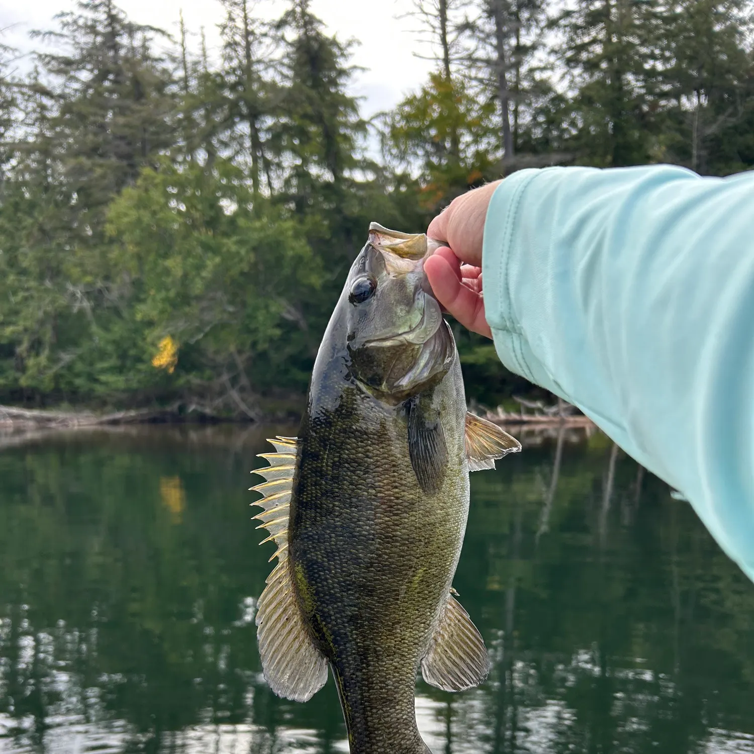 Smallmouth bass caught on Fishbrain