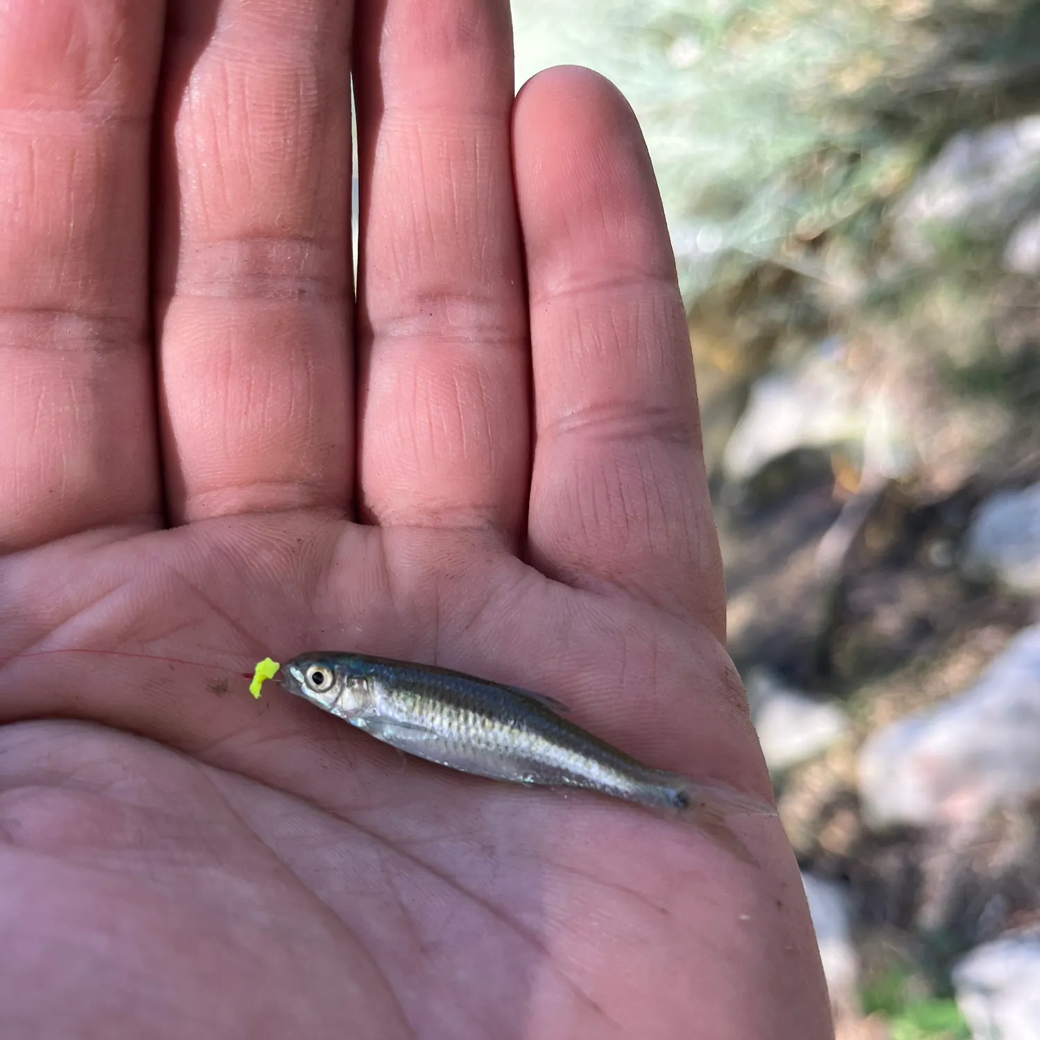 The most recent Western blacktail shiner catches on Fishbrain