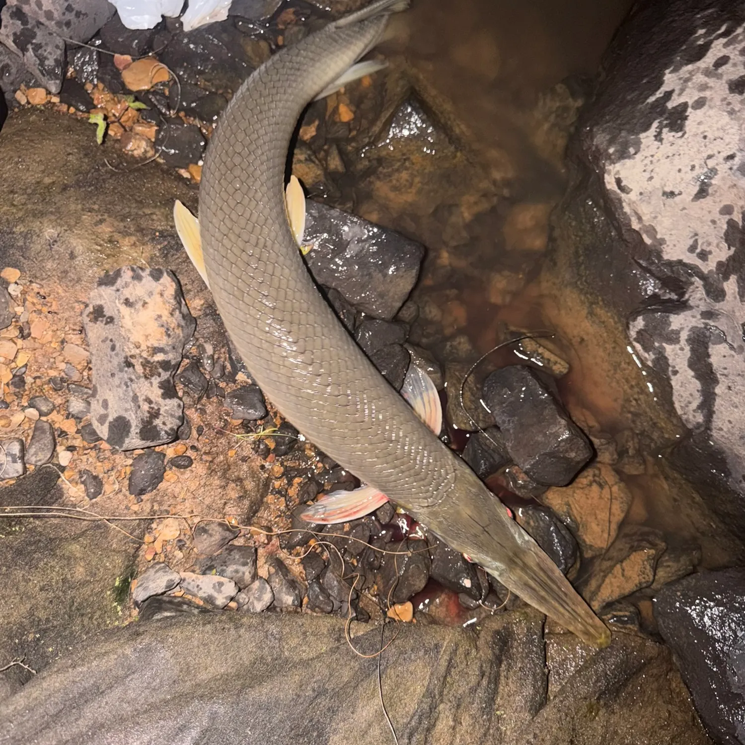 recently logged catches