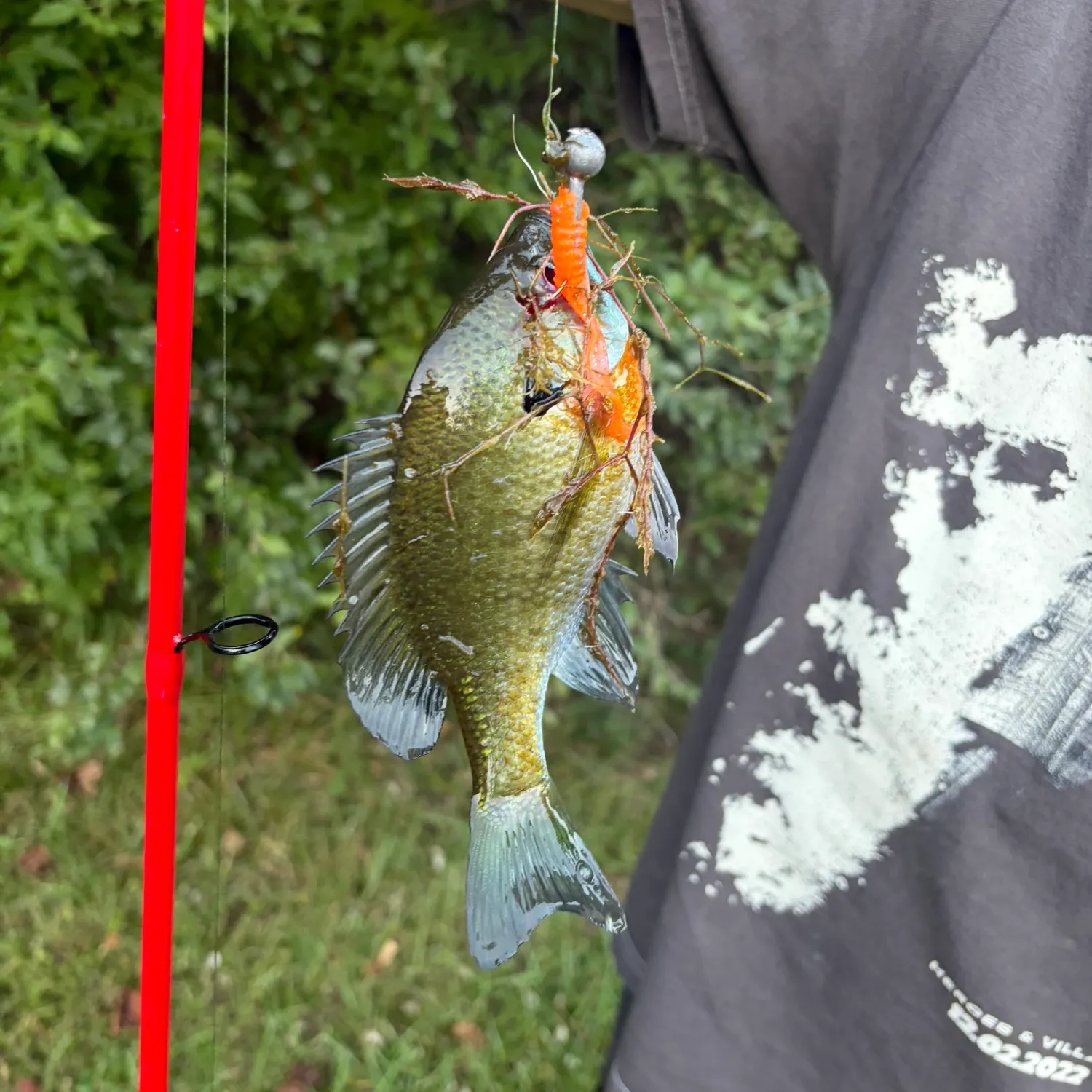 Bluegill caught on Fishbrain