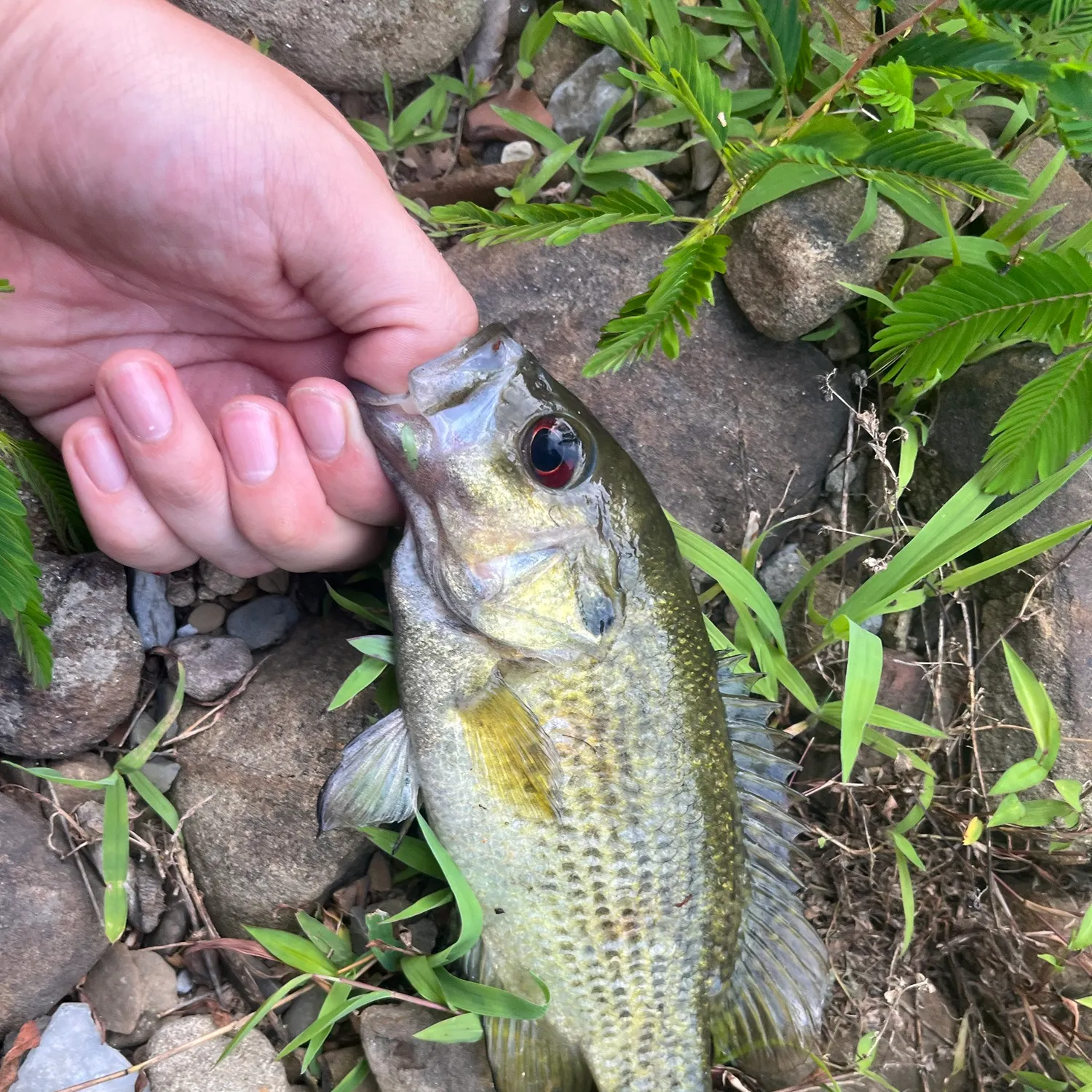 Rock bass caught on Fishbrain