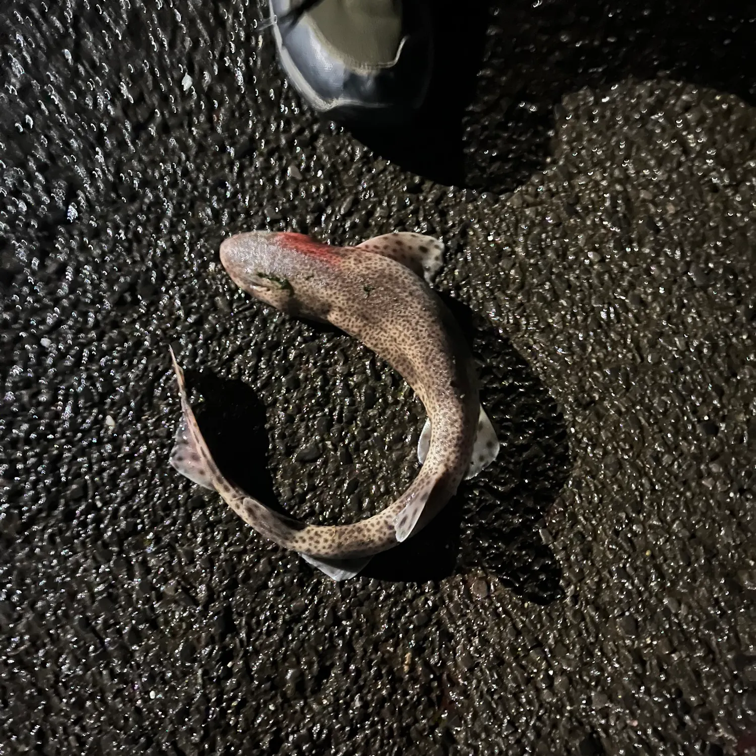 The most recent Lesser spotted dogfish catches on Fishbrain