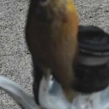 Green sunfish caught on Fishbrain