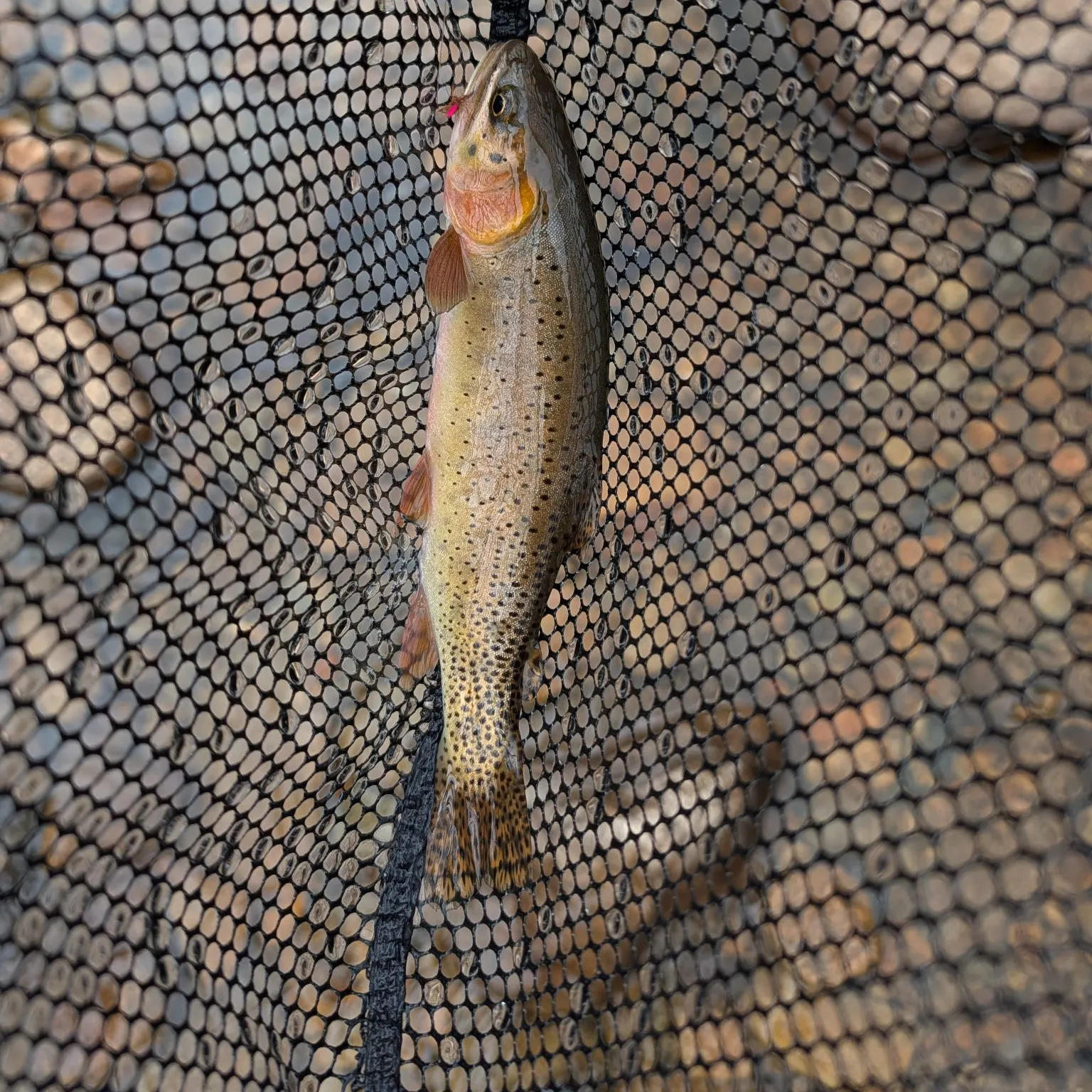 Cutthroat trout caught on Fishbrain