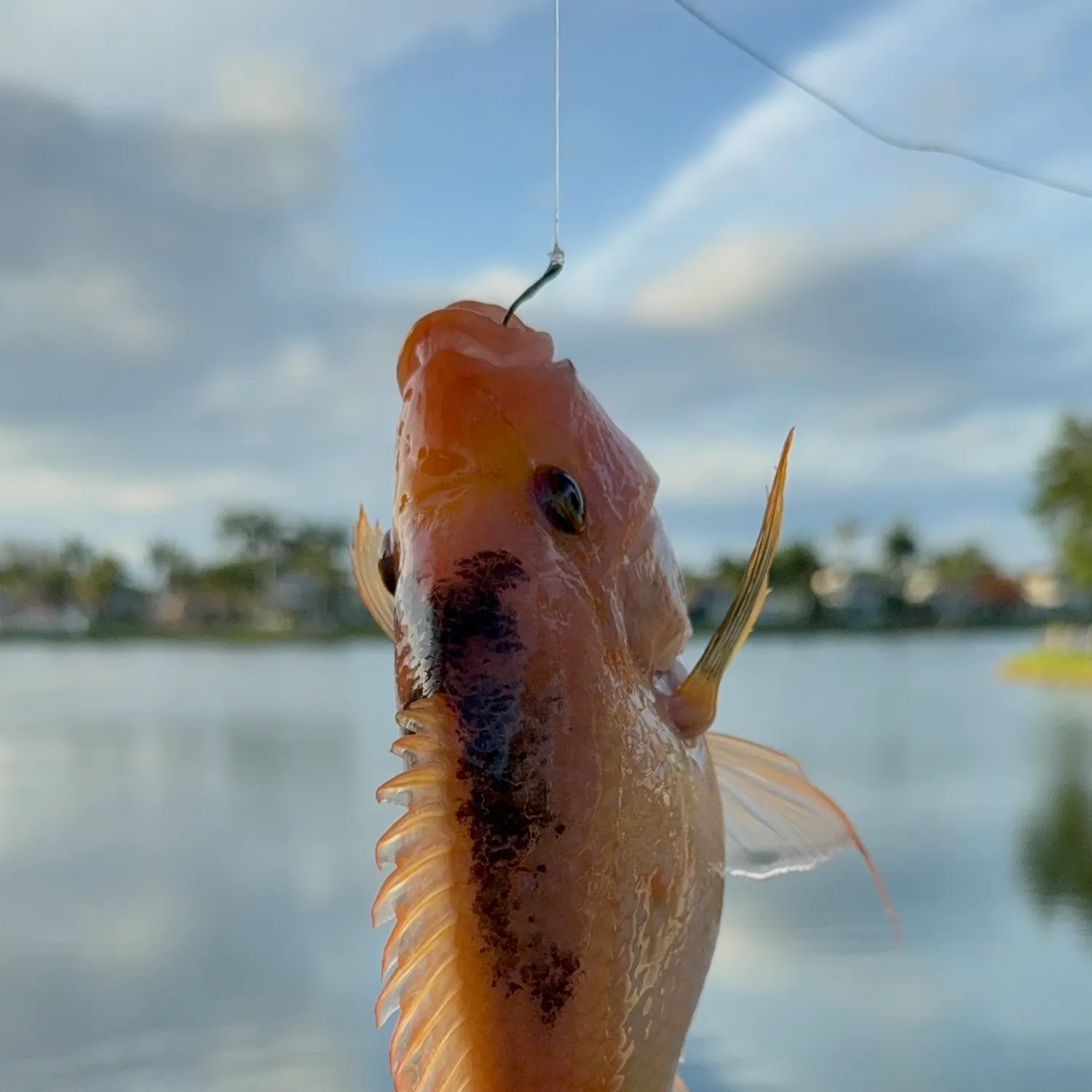 most liked catch image