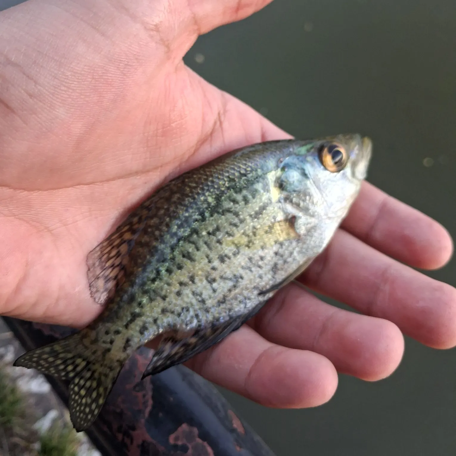 Black crappie caught on Fishbrain