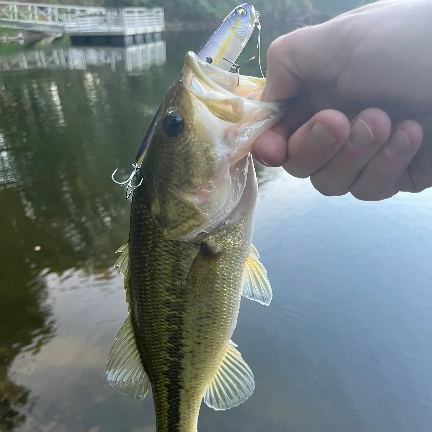 Largemouth bass caught on Fishbrain