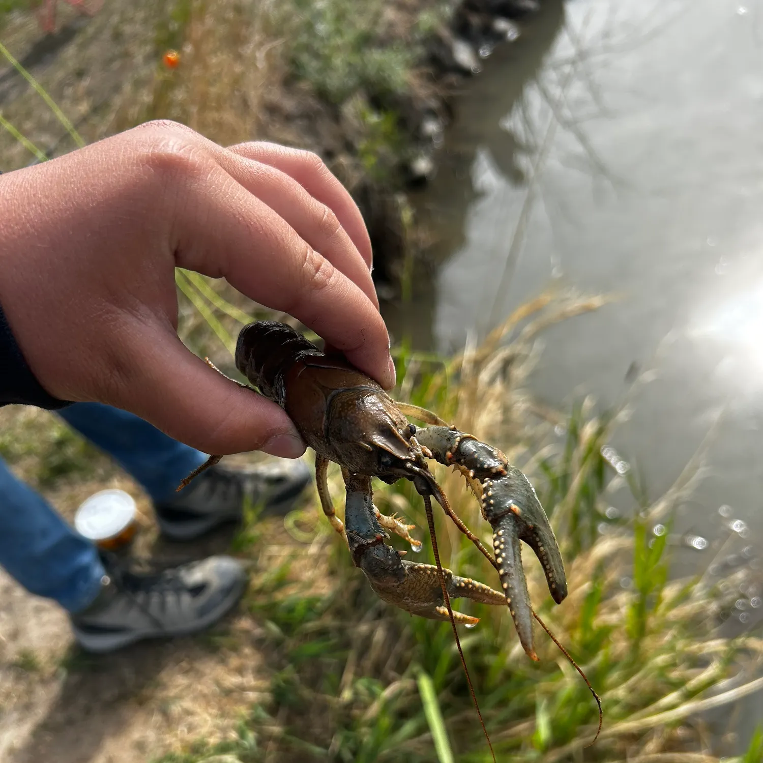 The most recent Rusty crayfish catches on Fishbrain