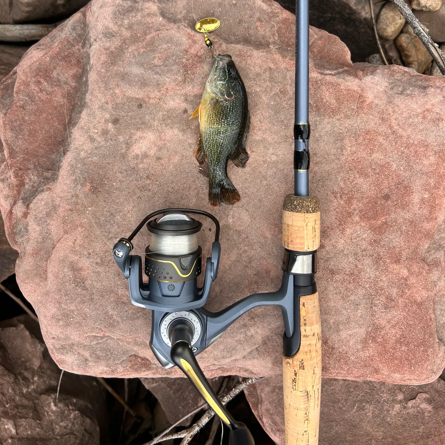 Green sunfish caught on Fishbrain