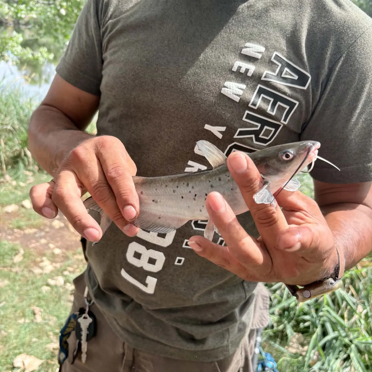 Channel catfish caught on Fishbrain