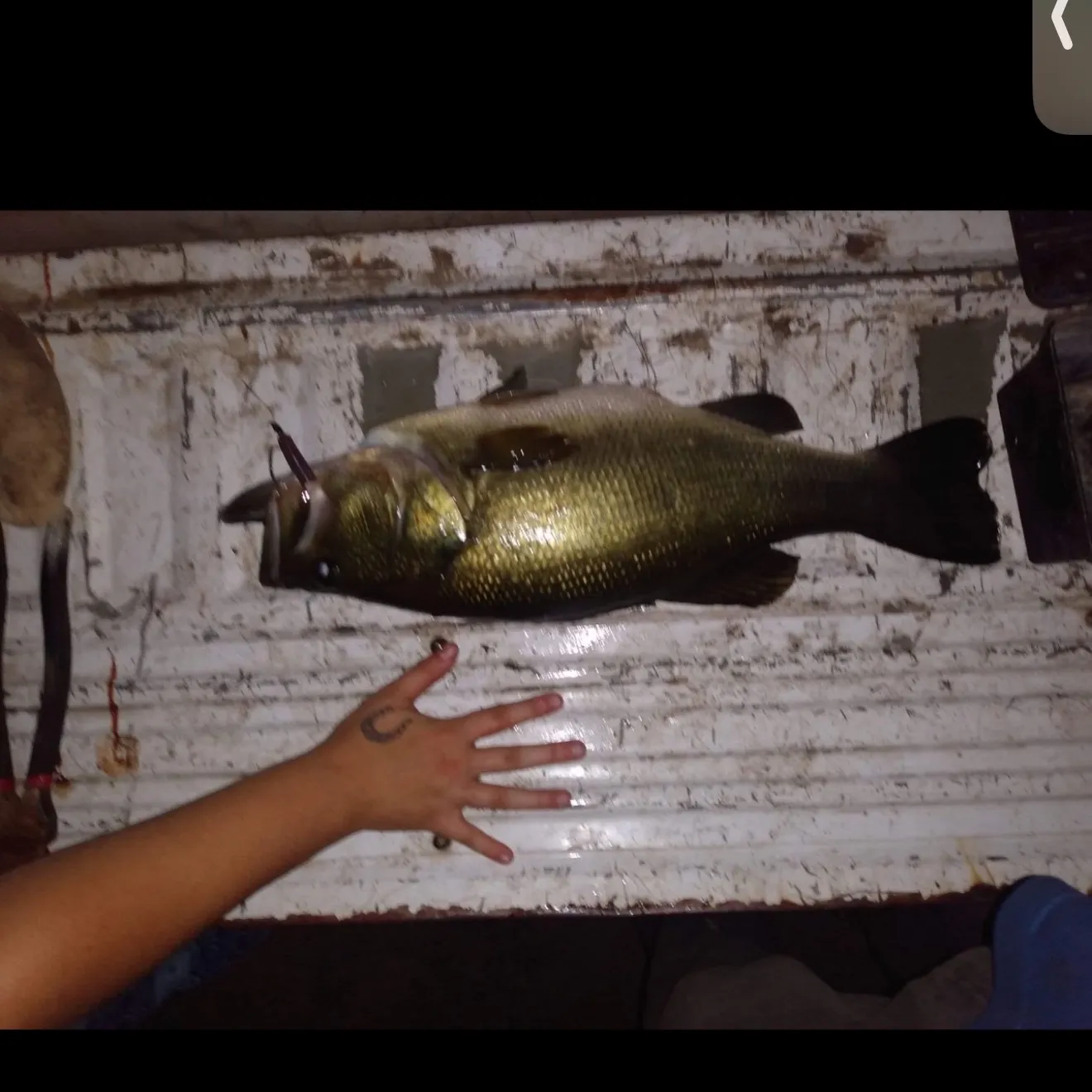 Largemouth bass caught on Fishbrain