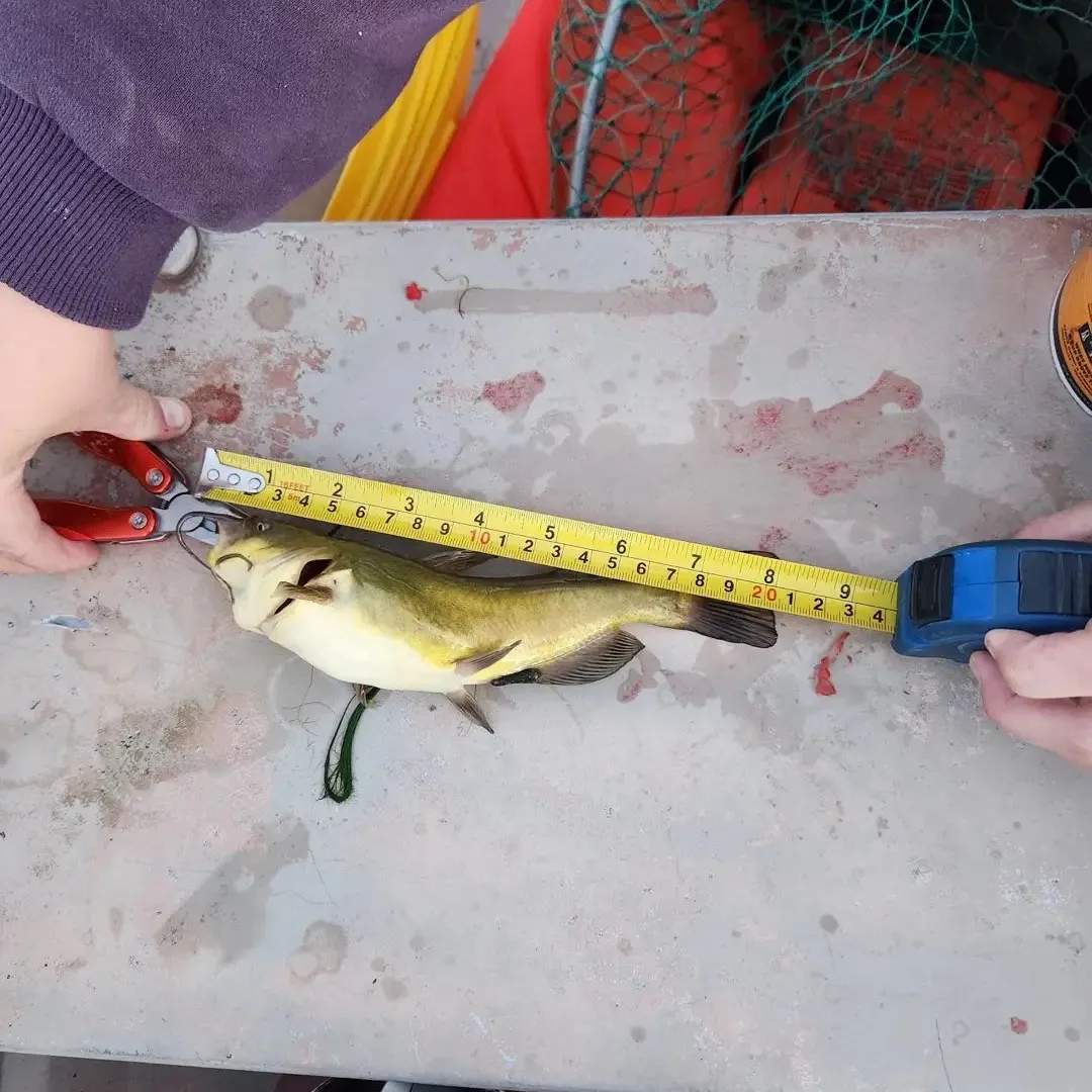 Yellow bullhead caught on Fishbrain