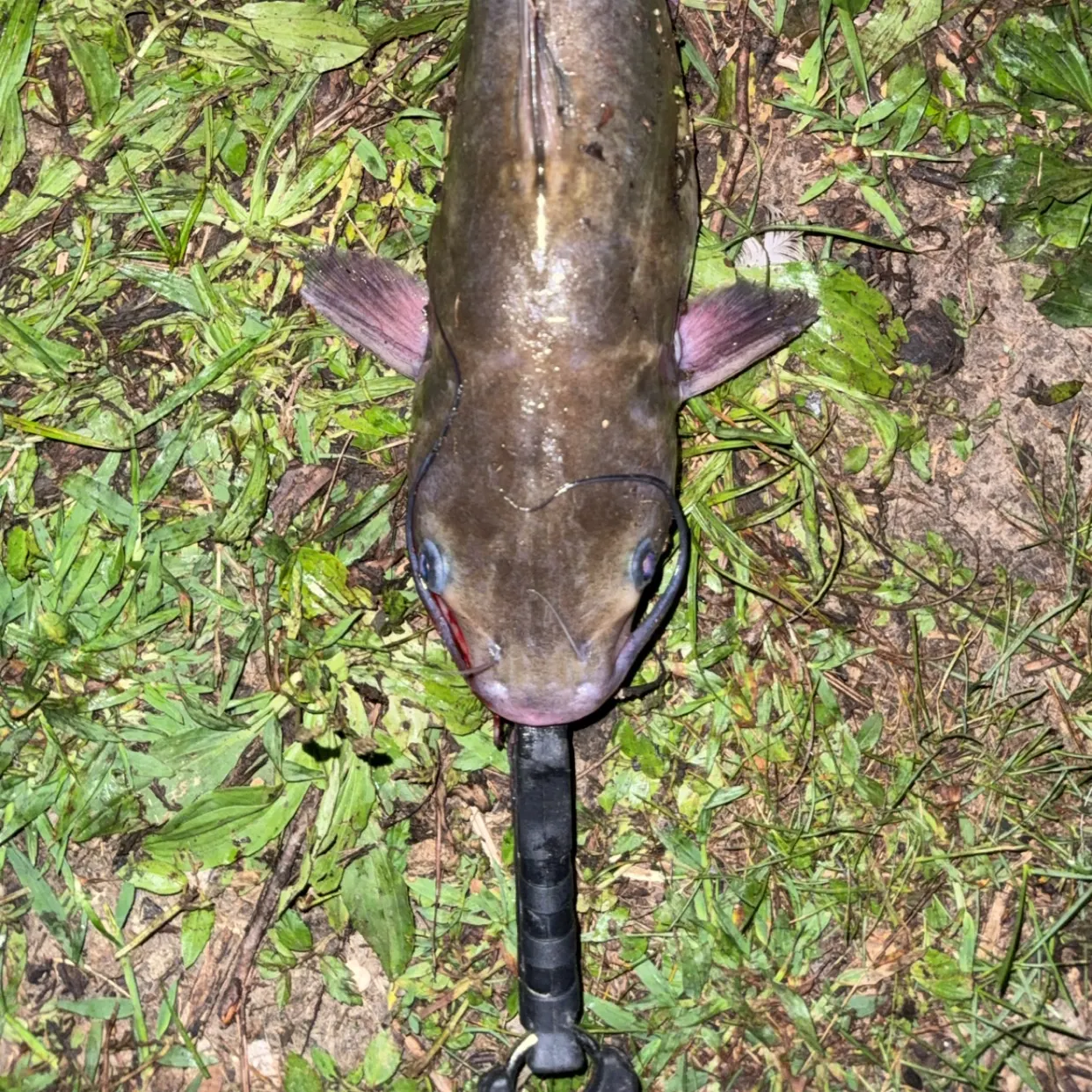 Channel catfish caught on Fishbrain