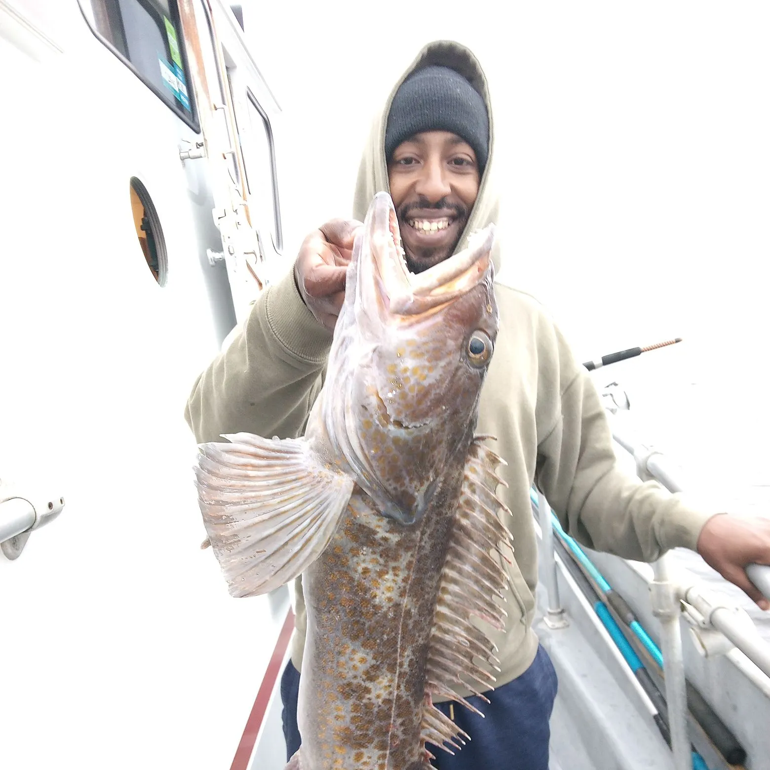 Lingcod caught on Fishbrain
