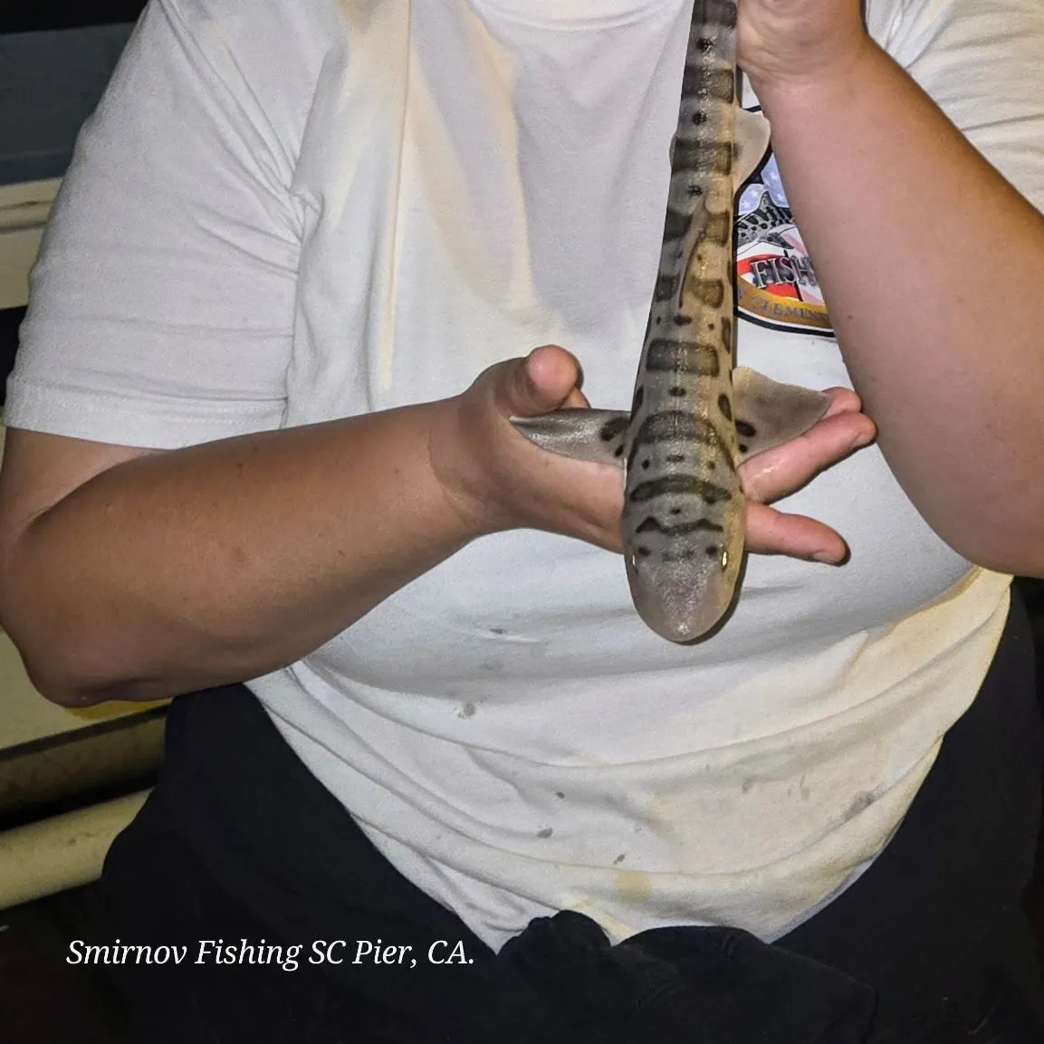The most recent Leopard shark catches on Fishbrain