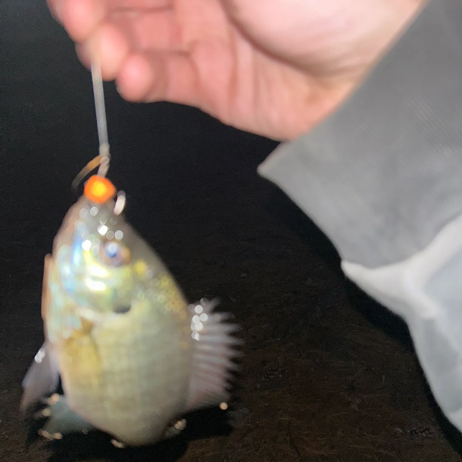 Bluegill caught on Fishbrain