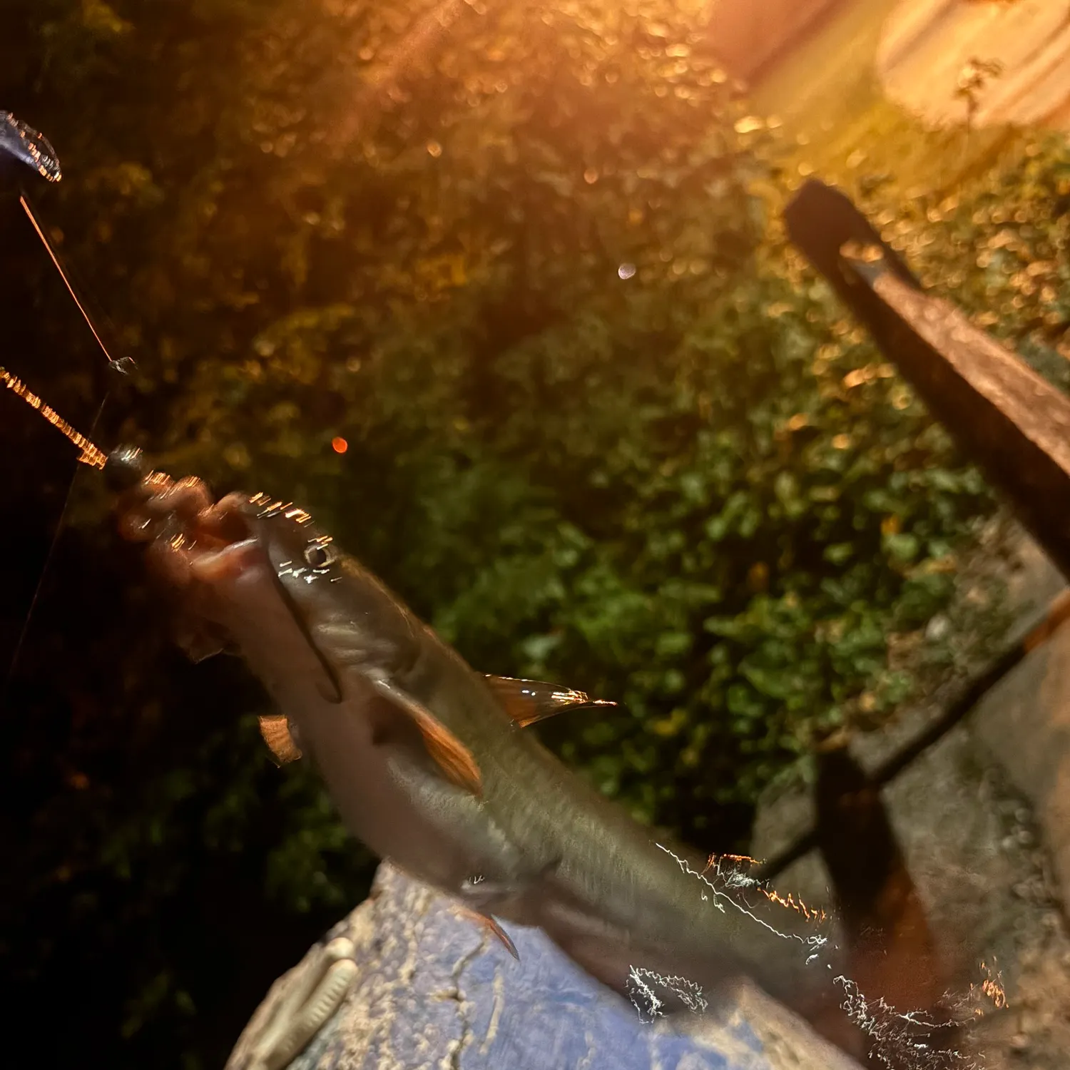 Channel catfish caught on Fishbrain