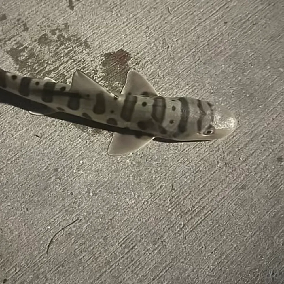 Leopard shark caught on Fishbrain