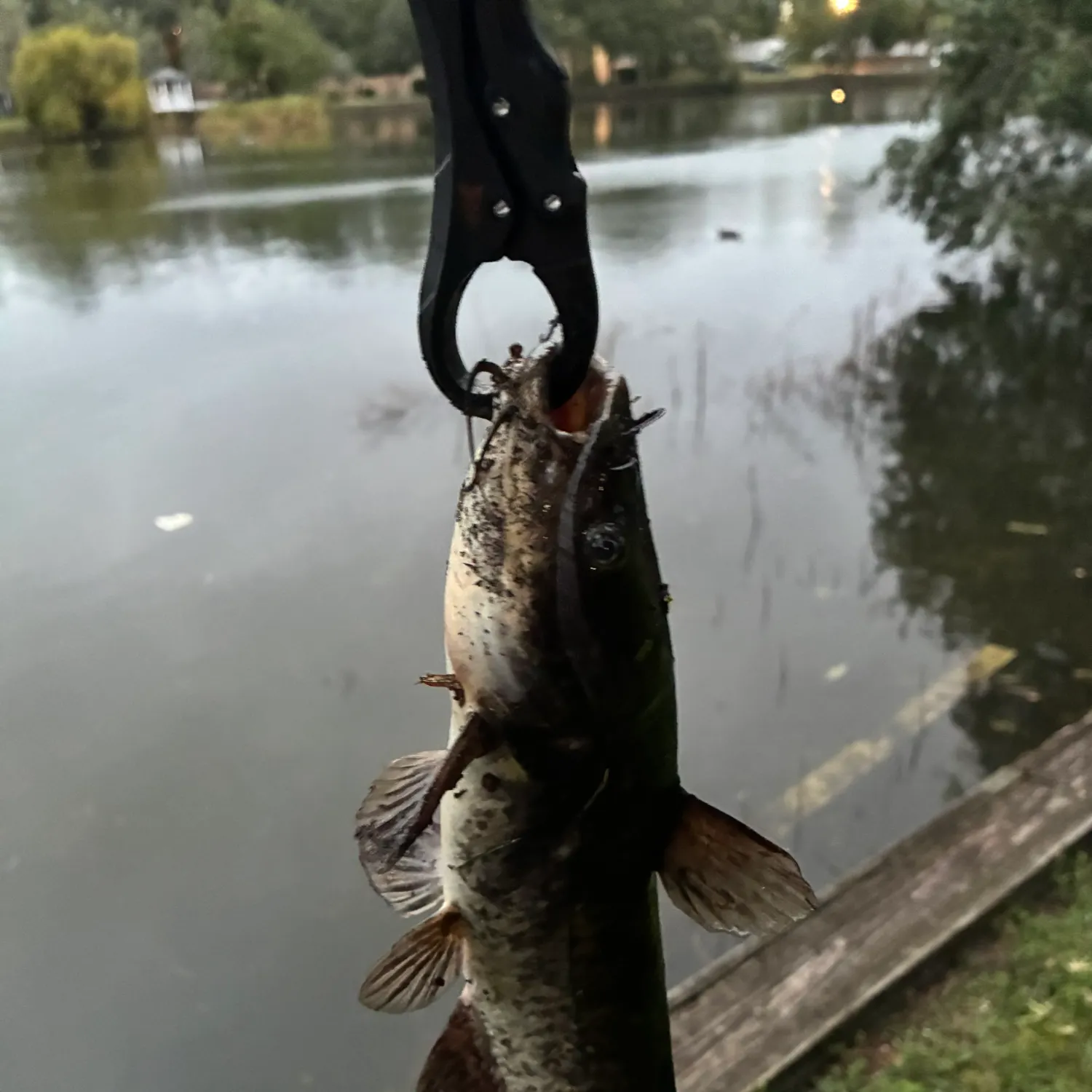 Black bullhead caught on Fishbrain