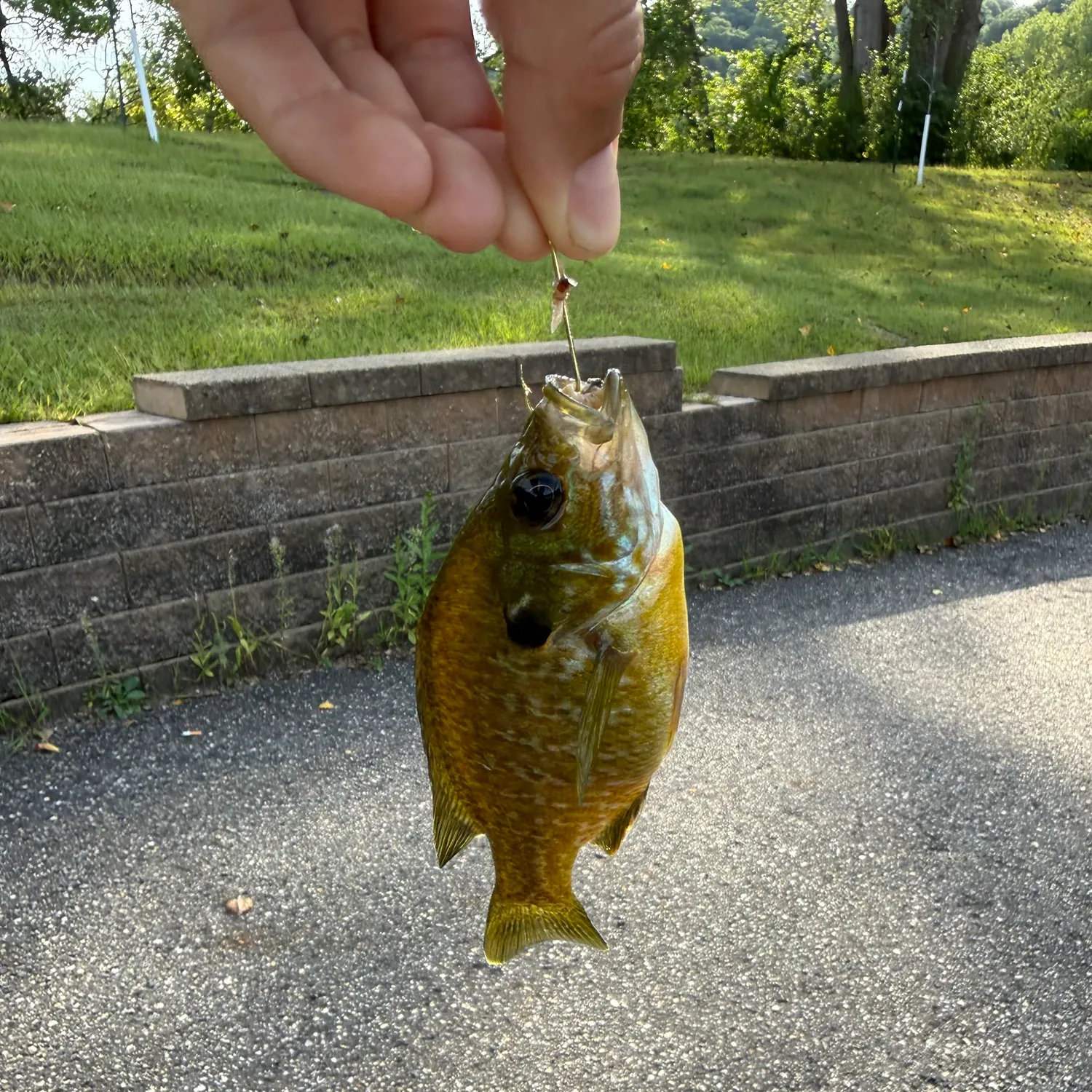 Bluegill caught on Fishbrain