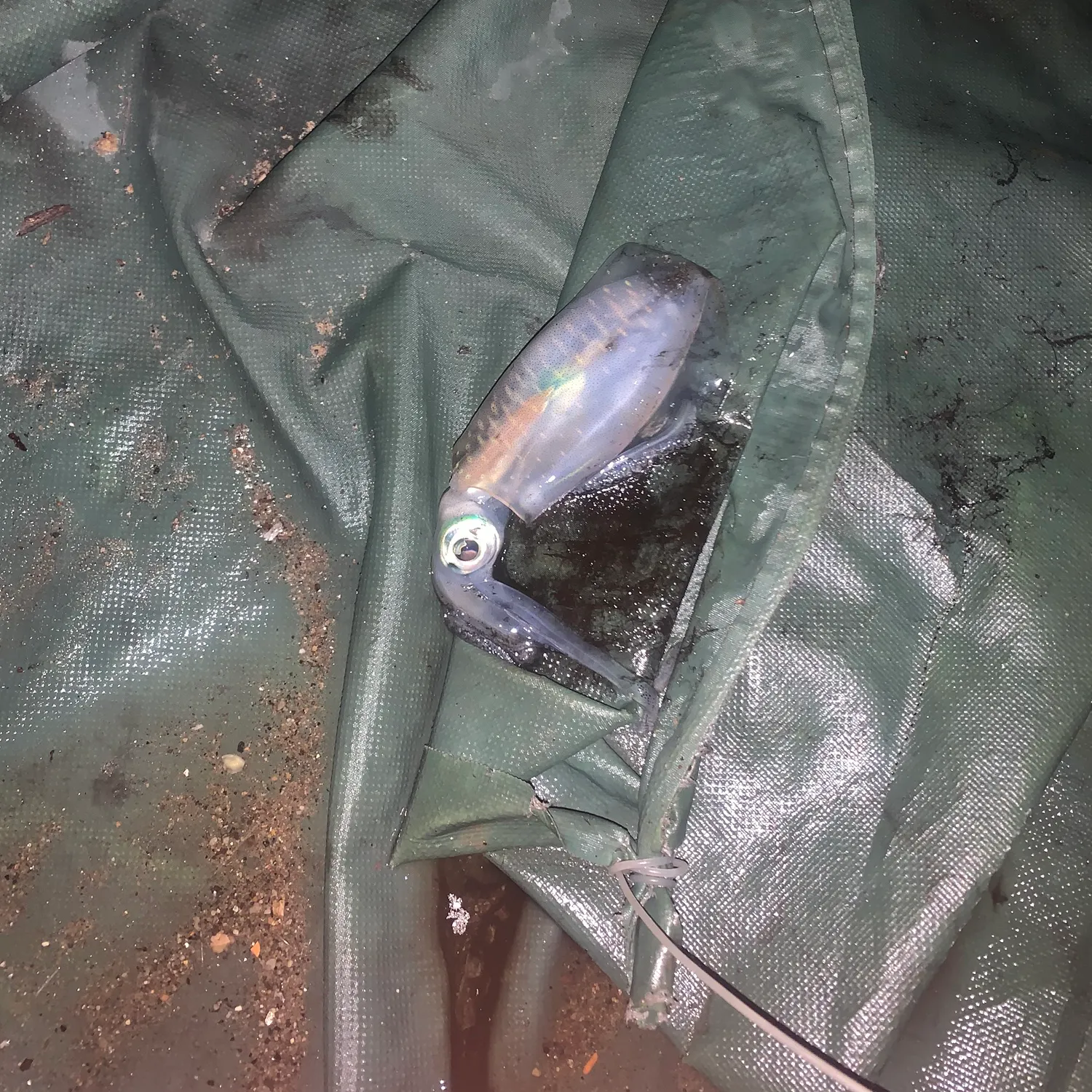 The most recent Market squid catches on Fishbrain