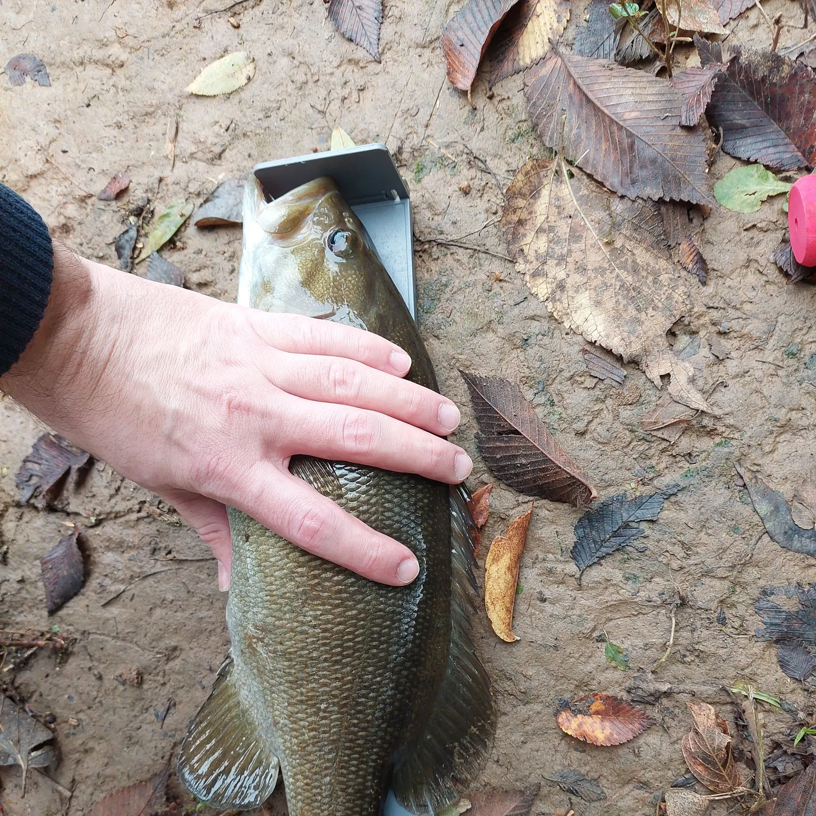 Smallmouth bass caught on Fishbrain